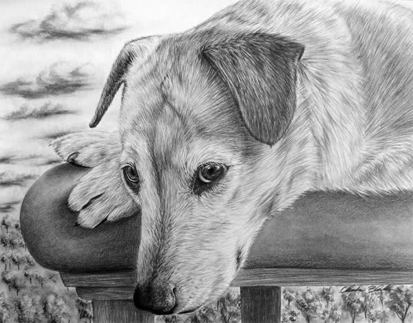 Realistic Animal Drawings - XciteFun.net