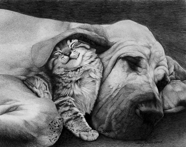 Realistic Animal Drawings