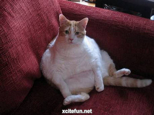 Fantastic Funny Fat Cats - XciteFun.net