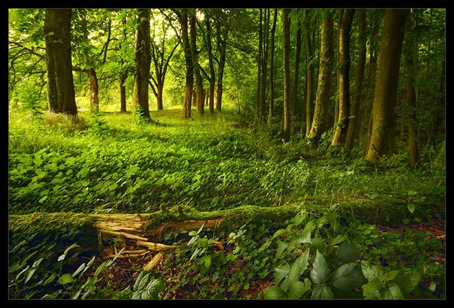 Forest Photography By Hugh Schneider - XciteFun.net