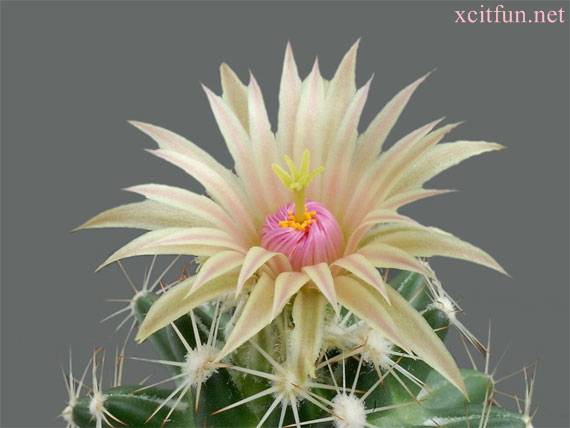 Most beautiful cactus flowers - XciteFun.net