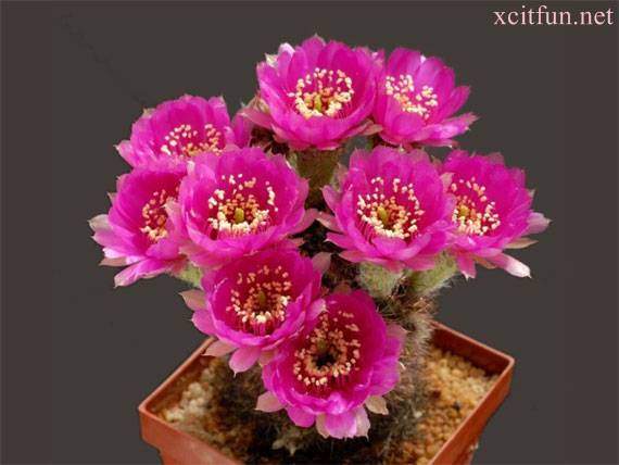 Most beautiful cactus flowers... - XciteFun.net
