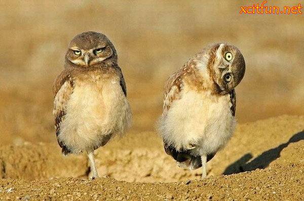 Funny Pairs of animals