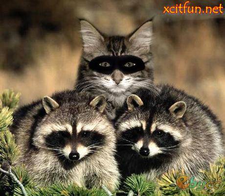 Funny Animal Camouflage - XciteFun.net