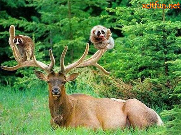 Funny animal life - XciteFun.net