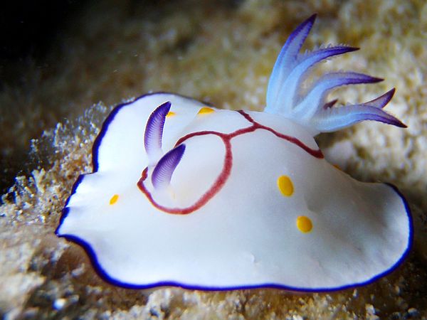 Underwater.....Nudibranchs Photos - XciteFun.net