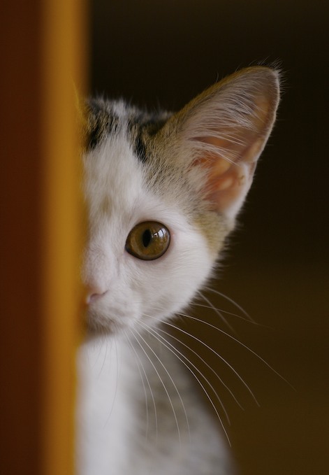 The Most Beautiful Cats - XciteFun.net