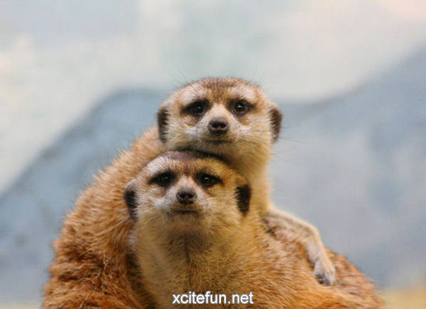 Bond For Life - Lovely Animal Couples - XciteFun.net