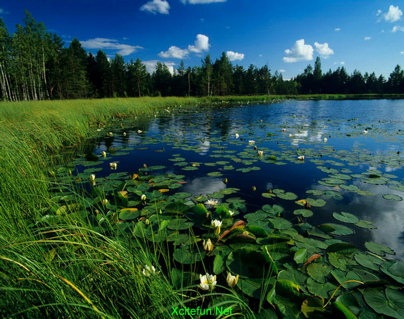 Чистыми озерами лесными