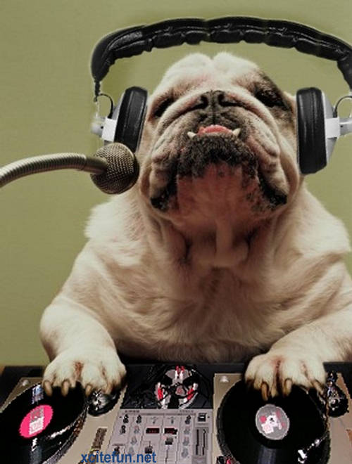 DJ Dog - The Barking Beats - XciteFun.net