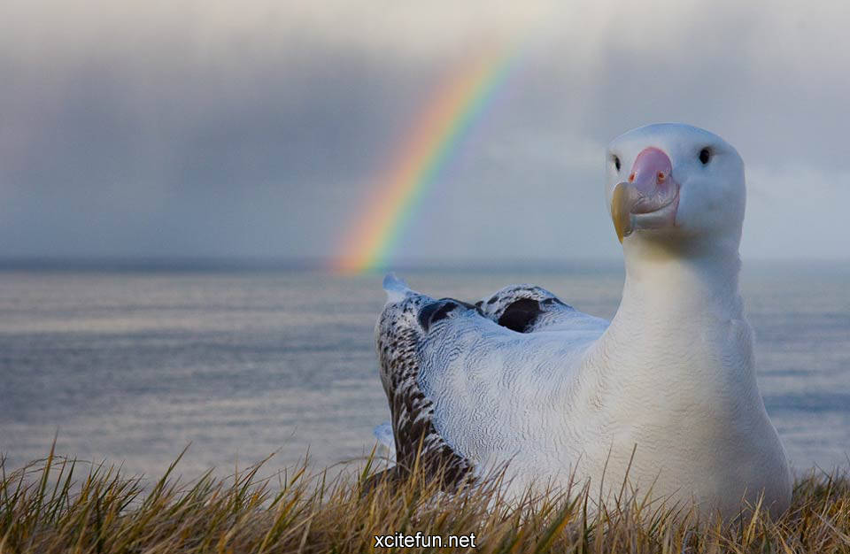 Master Pieces of Wildlife Photography by Stefano Unterthiner - XciteFun.net