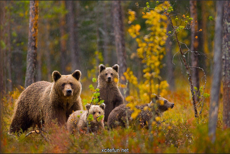 Пейзажи с животными фото