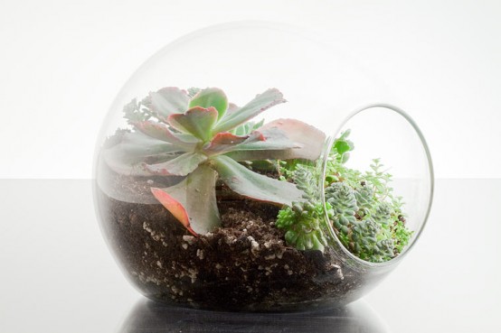 Mini Terrariums - XciteFun.net