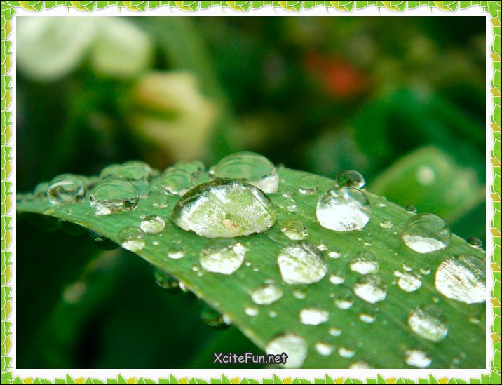 Most Beautiful Water Drops Photography - XciteFun.net