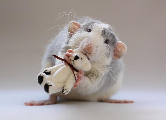 Rats And Their Funny Creative Photography - XciteFun.net