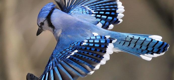 Bird's Flight - Breathtaking Photography - XciteFun.net