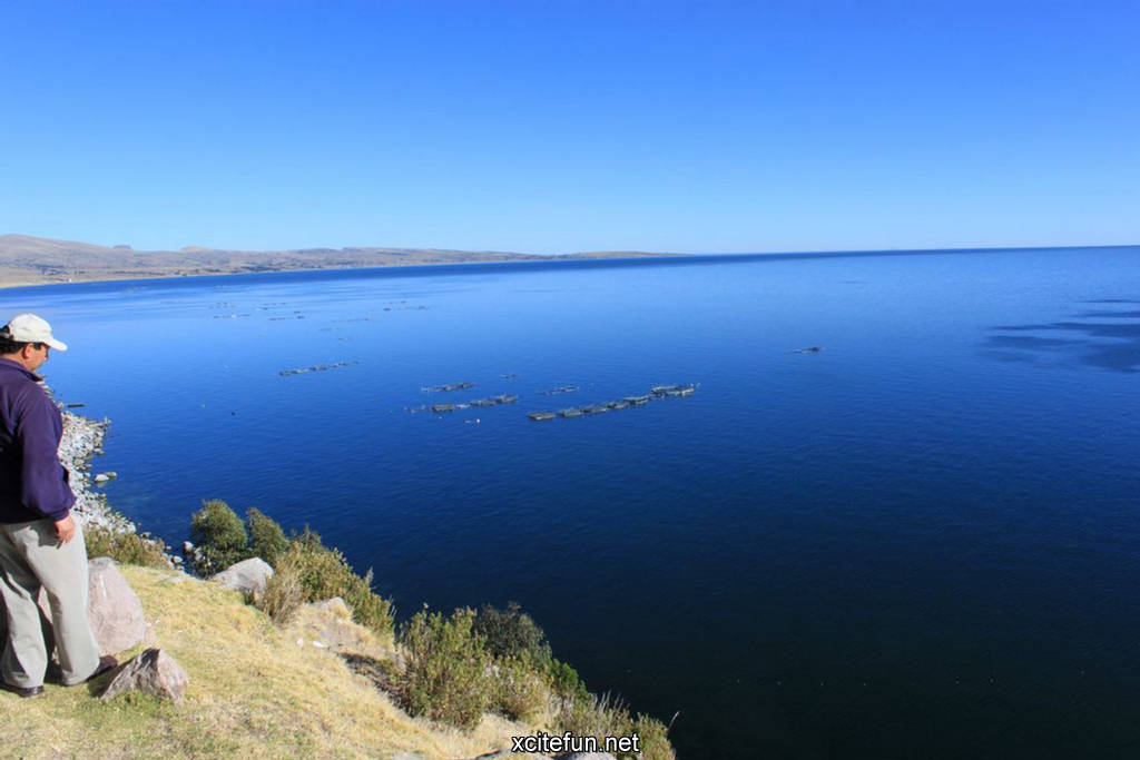 Координаты озера титикака. Боливия озеро Титикака. Рыбы озера Титикака. Фауна Титикака.