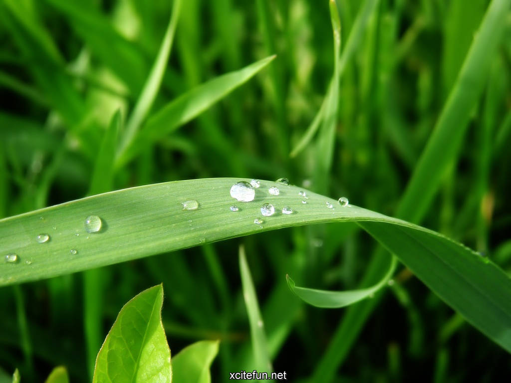 Lush Green Nature Photographic - Best LCD Desktop Wallpapers - XciteFun.net