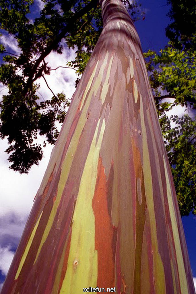 Nature Painted Tree - Rainbow Eucalyptus - XciteFun.net