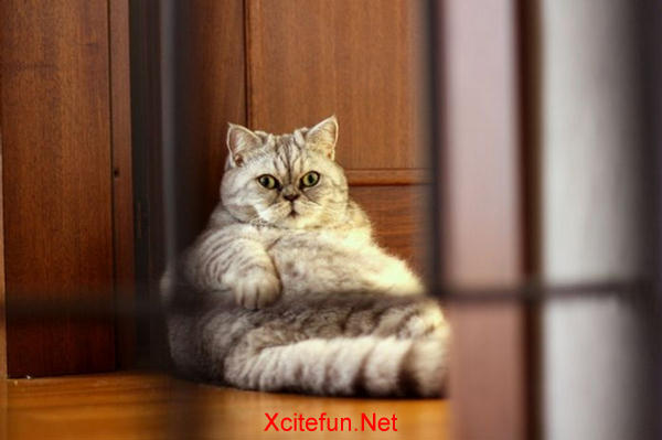 Fat Cat - The Cute Modeling - XciteFun.net