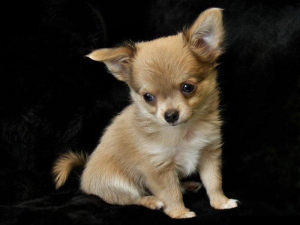 Most Beautiful Small Dogs ... - XciteFun.net