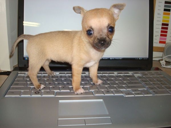 Chinese Puppies And Their Laptops - XciteFun.net