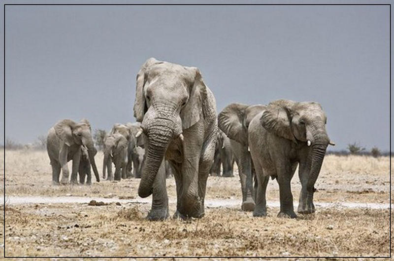 Самый тяжелый слон. Африканский саванный слон. Большой слон. Самый большой слон. Огромные слоны.
