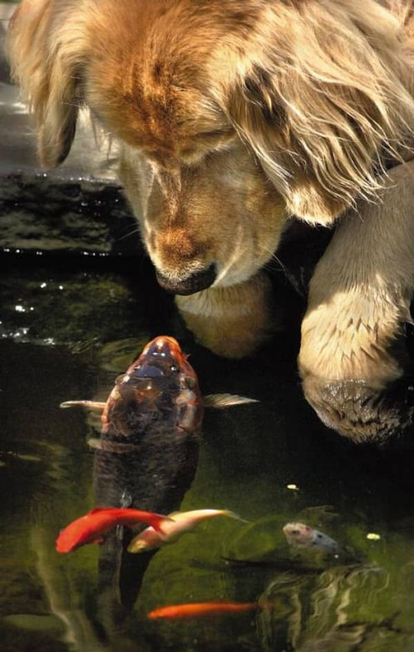 Cute Animals Pictures - XciteFun.net