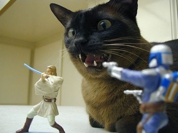 Star Wars Cats And Their Snaps - XciteFun.net