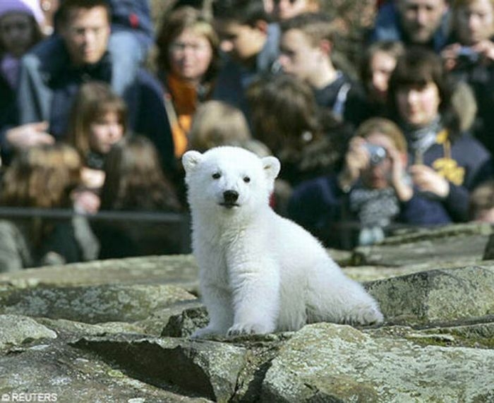 The Life Of Cute Polar Bear Life Photos - XciteFun.net