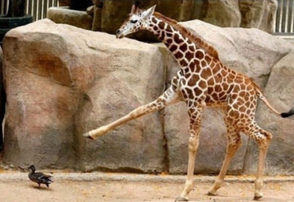 Giraffe Kicking - Wild Action Photography - XciteFun.net