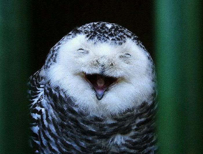 Beautiful Owls Laughing Photography - XciteFun.net