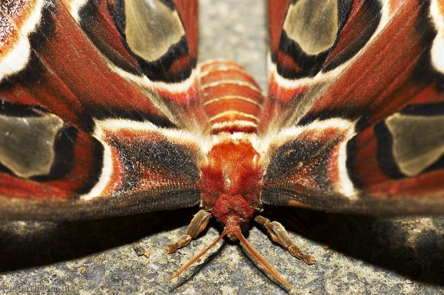 Огромные бабочки порхали. Аттакус атлас. Большие бабочки. Огромная бабочка. Самые большие бабочки в мире.