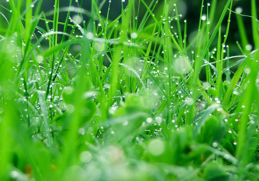 Summer Refreshing Wallpapers Green Nature Wallpapers