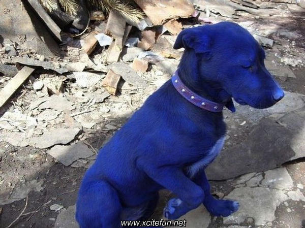 Never Leave Alone At Home - Blue Puppy Photos - XciteFun.net