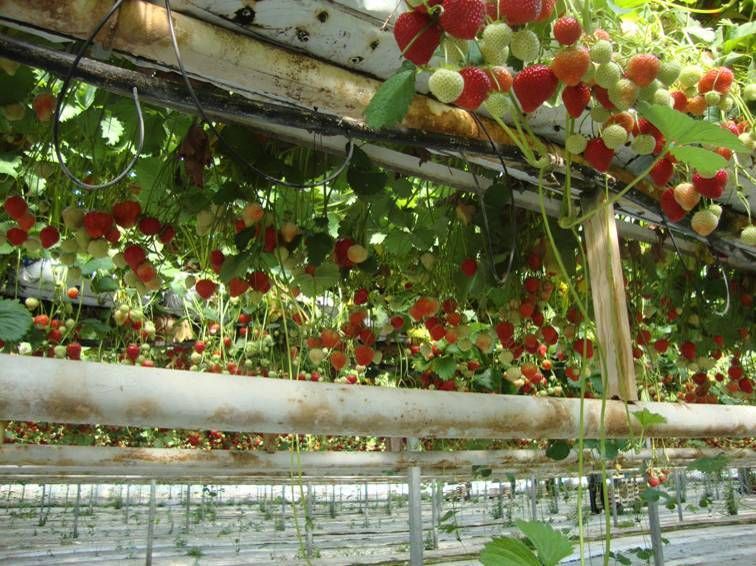 Сад на мате. Орхидея Strawberry field.