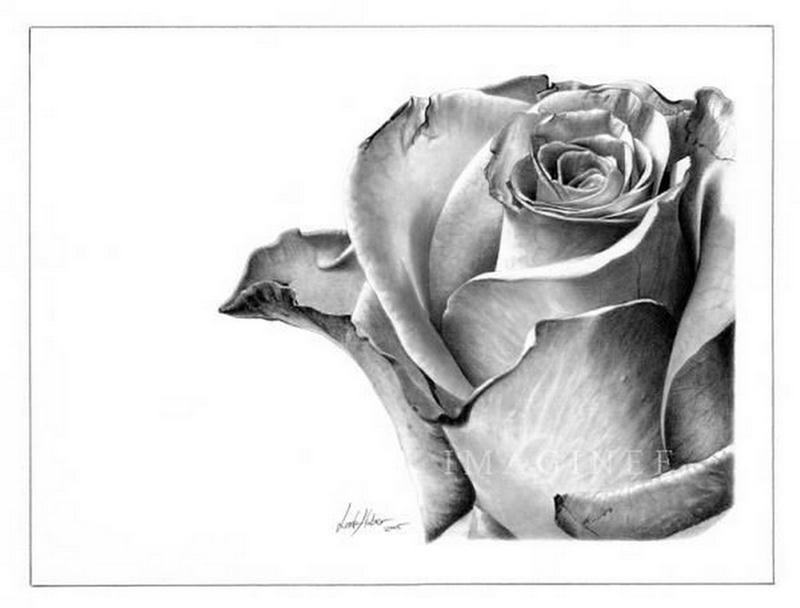 Amazing Pencil Sketches - XciteFun.net