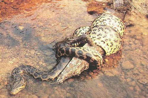 largest anaconda ever real