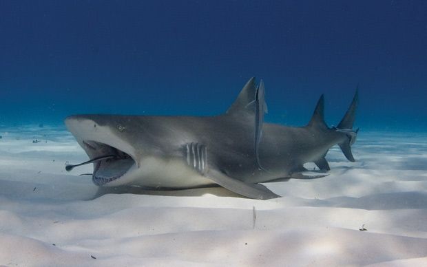 Sharks Close Up Pictures - XciteFun.net