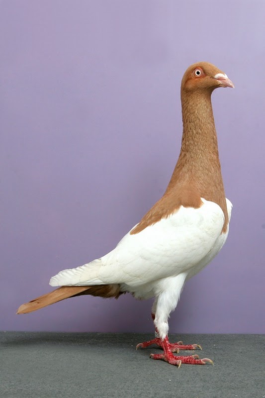 Grand National Pigeon Show.... - XciteFun.net