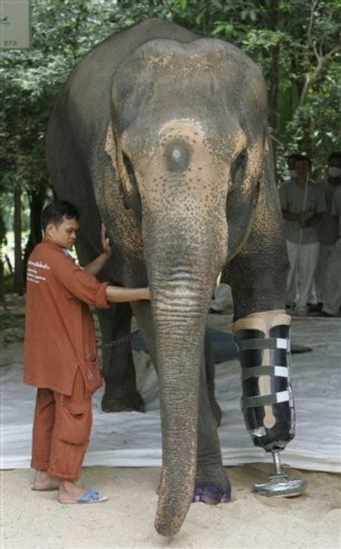 Artificial Leg For an Elephant - Thailand - XciteFun.net