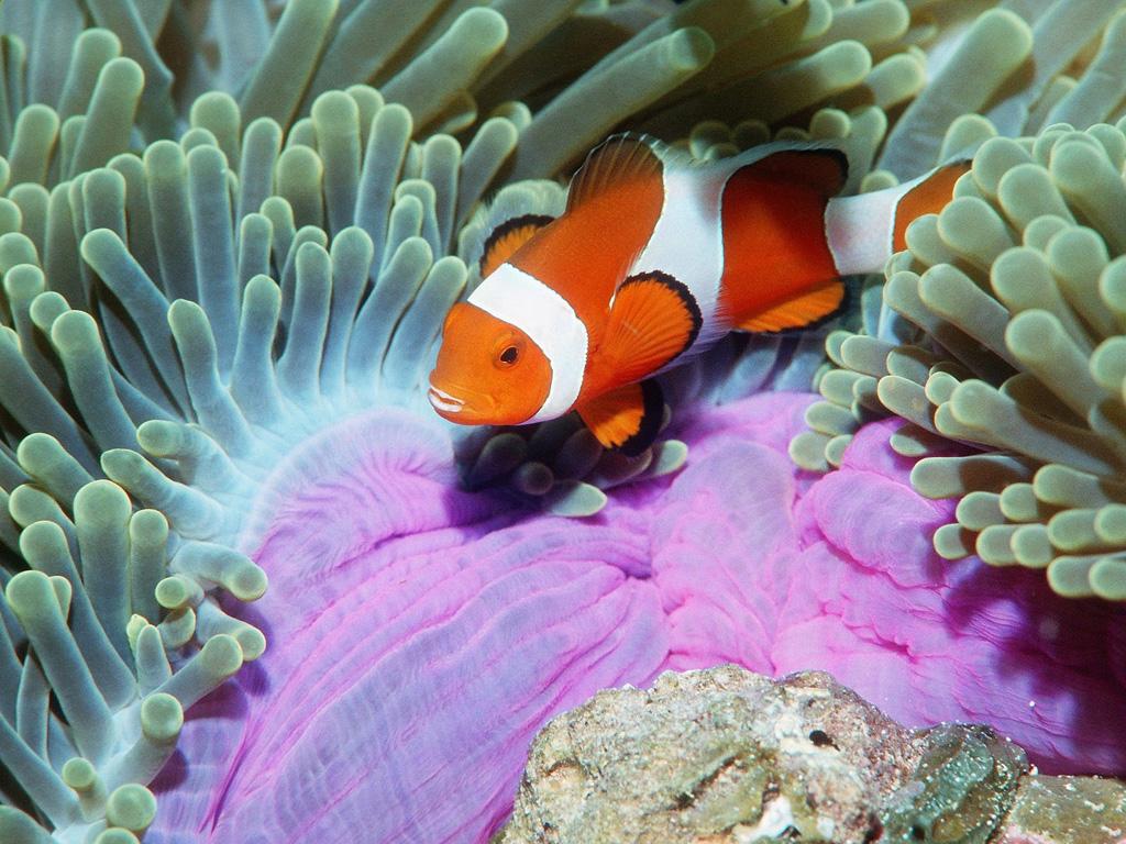 Marine Wildlife Animals... - XciteFun.net