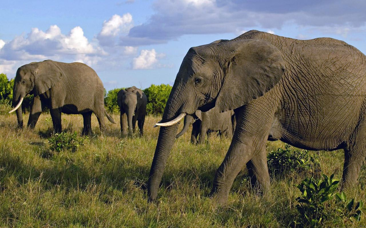 African Elephants... - XciteFun.net