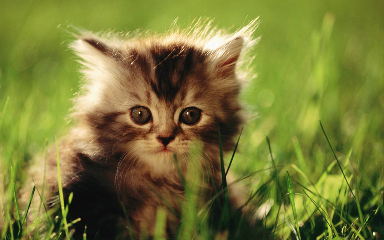 World Most Beautiful Kittens Ever....... - XciteFun.net