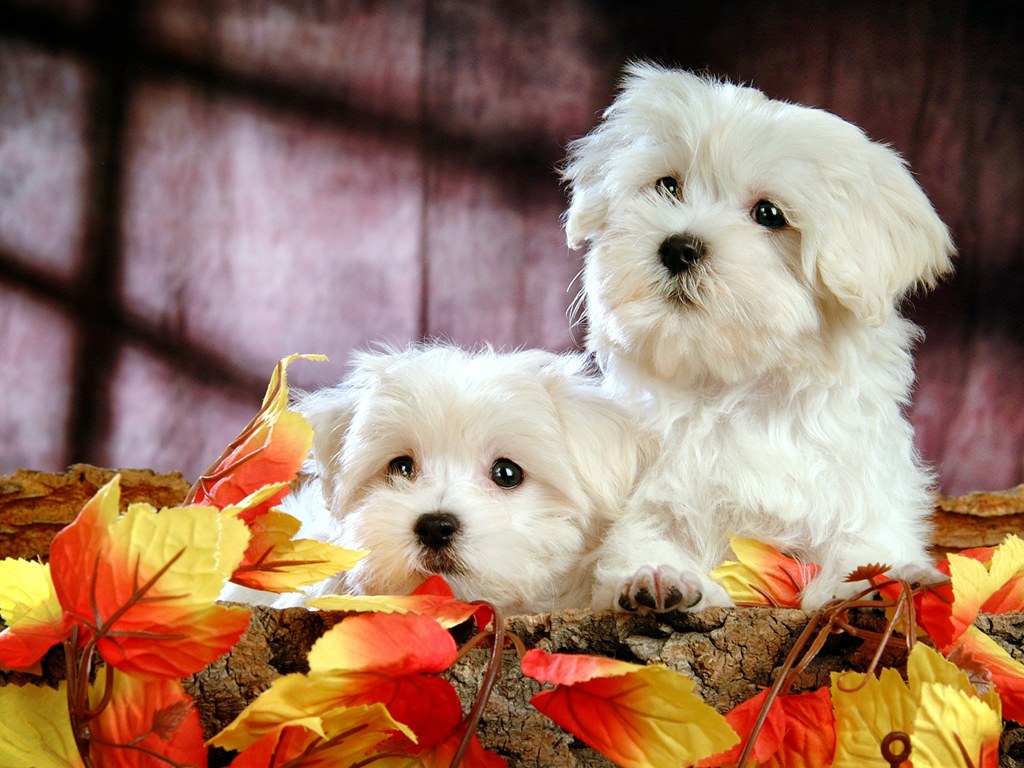 White Fluffy Puppy,.... - XciteFun.net