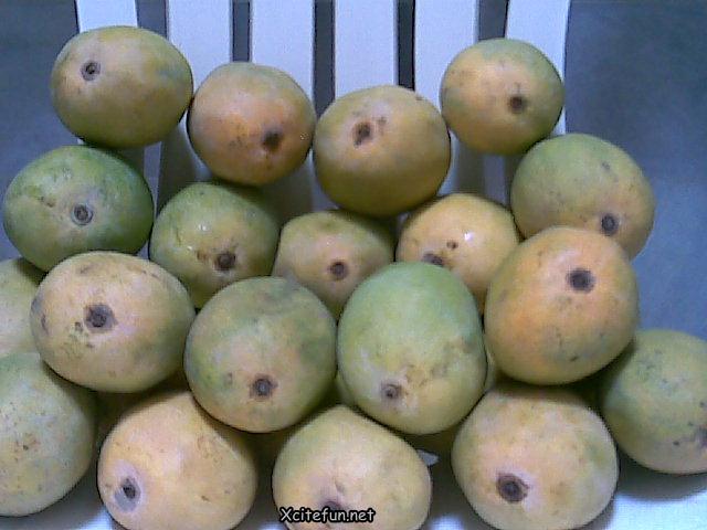 Types Of Mango - King of Fruit - XciteFun.net