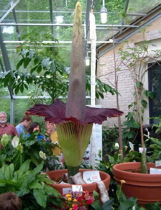 World's Largest Flower... - XciteFun.net