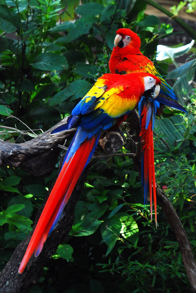 amazon-rainforest-images-history-biodiversity-xcitefun