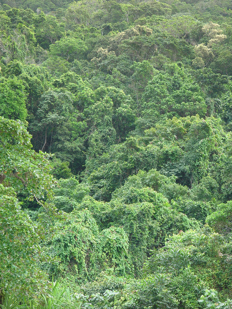 Daintree forest - Images and Information - XciteFun.net