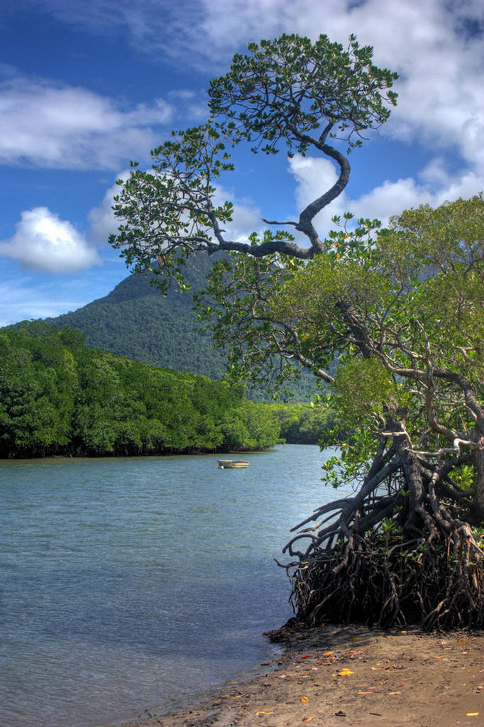 Daintree forest - Images and Information - XciteFun.net